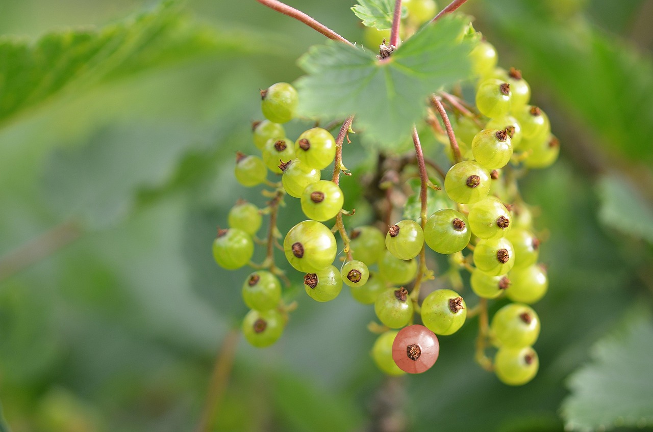 Udendørs bryllup ribe naturligt